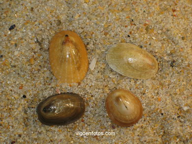 Conchas e caracolas marinhas
