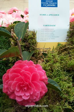 Exposici�n de la camelia 2002. 