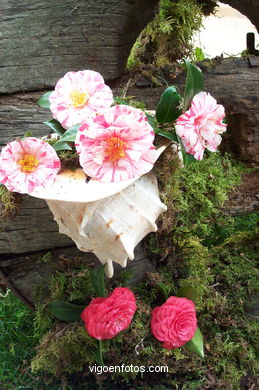 Exposici�n de la camelia 2002. 