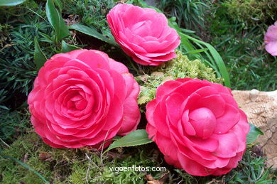 Exposici�n de la camelia 2002. 