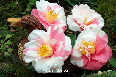 Exposici�n de la camelia 2002. 