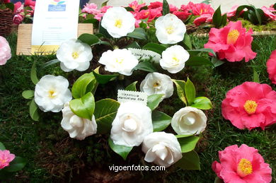 Exposici�n de la camelia 2002. 
