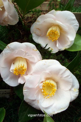 Exposici�n de la camelia 2002. 