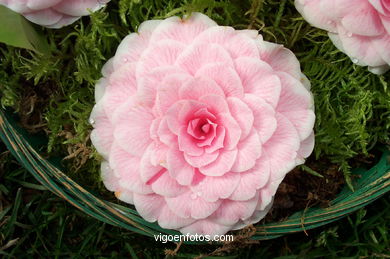 Exposici�n de la camelia 2002. 