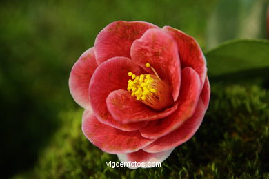 Exposici�n de la camelia 2008. 