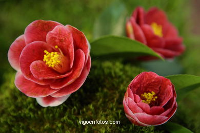 Exposici�n de la camelia 2008. 