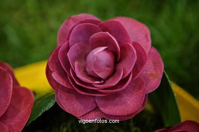 Exposici�n de la camelia 2008. 