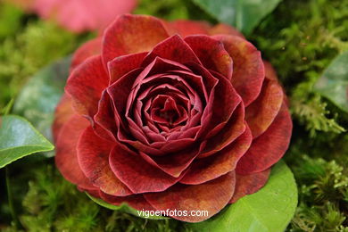 Exposici�n de la camelia 2008. 