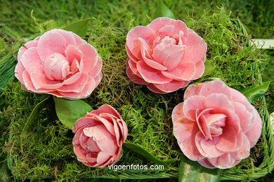 Exposici�n de la camelia 2008. 