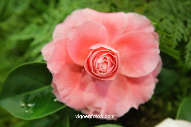 Exposici�n de la camelia 2008. 