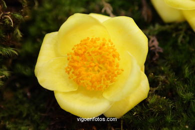 Exposici�n de la camelia 2008. 