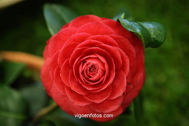 Exposici�n de la camelia 2008. 