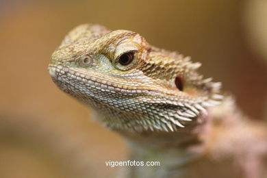 Vigozoo: o Zoo de Vigo