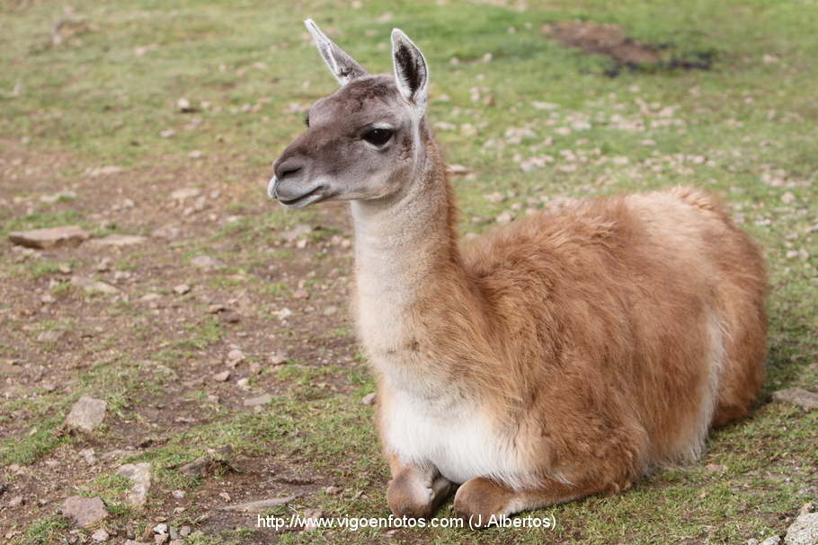 FOTOS DE LLAMAS Y GUANACOS - VIGO. GALICIA