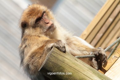 O mono ib�rico: Macaco sylvana