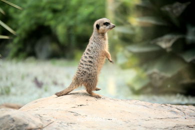 Meerkats (parc de perroquets)