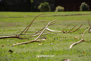 NATURALEZA CON ARTE. EXPOSICIÓN DE ESCULTURA JARDINES PAZO QUIÑONES DE LEÓN (CASTRELOS) VIGO. NATUREZA CON ARTE.