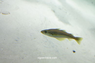 AQUARIUM OF THE MUSEUM OF THE SEA OF GALICIA