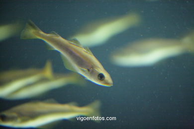 AQUARIUM OF THE MUSEUM OF THE SEA OF GALICIA