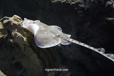 AQUARIUM OF THE MUSEUM OF THE SEA OF GALICIA