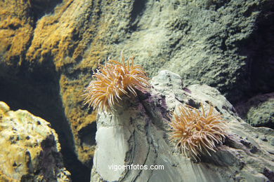 AQUARIUM OF THE MUSEUM OF THE SEA OF GALICIA