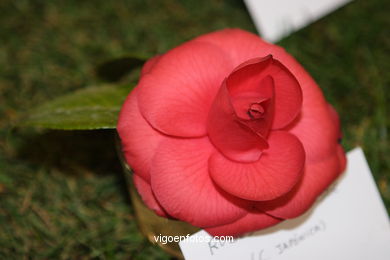 CAMELIAS - 41 CONCORRO EXPOSIÇÃO DA CAMELIA 2005