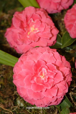 CAMELIAS - 41 CONCORRO EXPOSIÇÃO DA CAMELIA 2005