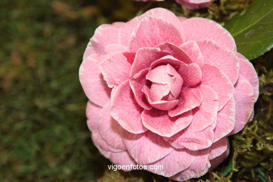 CAMELIAS - 41 CONCORRO EXPOSIÇÃO DA CAMELIA 2005