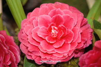 CAMELIAS - 41 CONCORRO EXPOSIÇÃO DA CAMELIA 2005