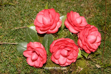 CAMELIAS - 41 CONCORRO EXPOSIÇÃO DA CAMELIA 2005