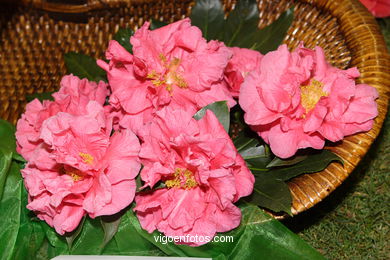 CAMELIAS - 41 CONCORRO EXPOSIÇÃO DA CAMELIA 2005