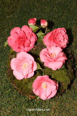 CAMELIAS - 41 CONCORRO EXPOSIÇÃO DA CAMELIA 2005