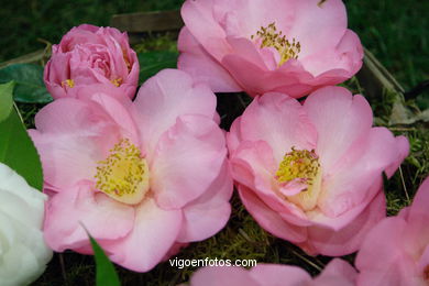 CAMELIAS - 41 CONCORRO EXPOSIÇÃO DA CAMELIA 2005