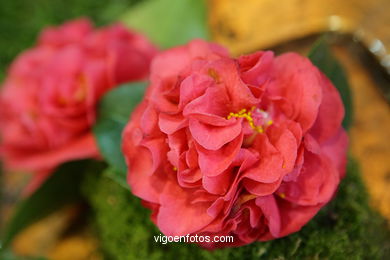 IKEBANA - CAMELLIA COMPETITION 2005