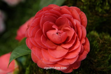 IKEBANA - CAMELLIA COMPETITION 2005