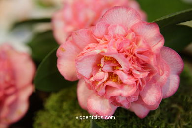 CAMELIAS. FLOR - 44 CONCORRO EXPOSIÇÃO DA CAMELIA 2008