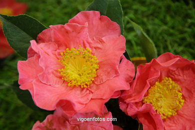 CAMELIAS. FLOR - 44 CONCORRO EXPOSIÇÃO DA CAMELIA 2008