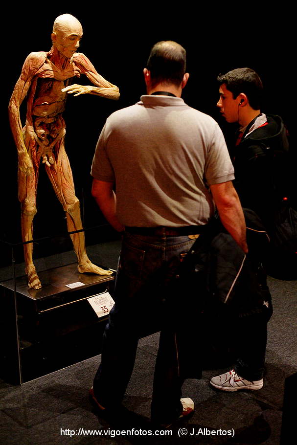 PHOTOS OF PLASTINATION EXHIBITION. ANATOMY - VIGO BAY. GALICIA. VISIT ...