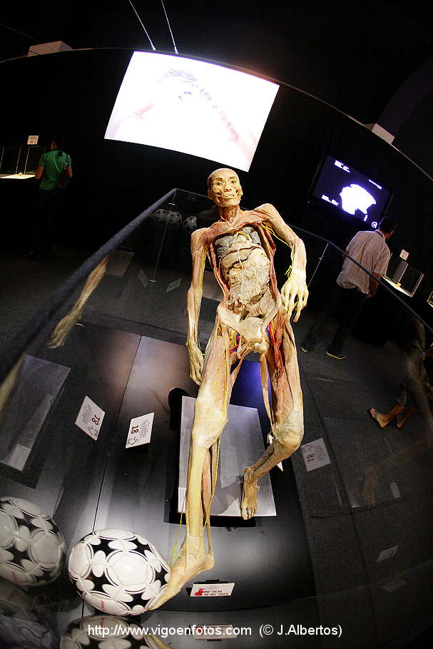 PHOTOS OF PLASTINATION EXHIBITION. ANATOMY - VIGO BAY. GALICIA. VISIT