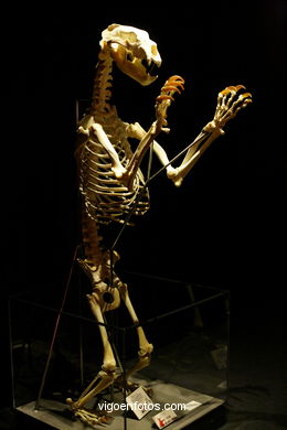 PHOTOS OF PLASTINATION EXHIBITION. ANATOMY - VIGO BAY. GALICIA. VISIT ...