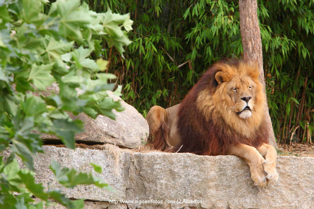 PHOTOS OF LIONS - VIGO BAY. GALICIA. VISIT SPAIN. TOURISM IMAGES - P7