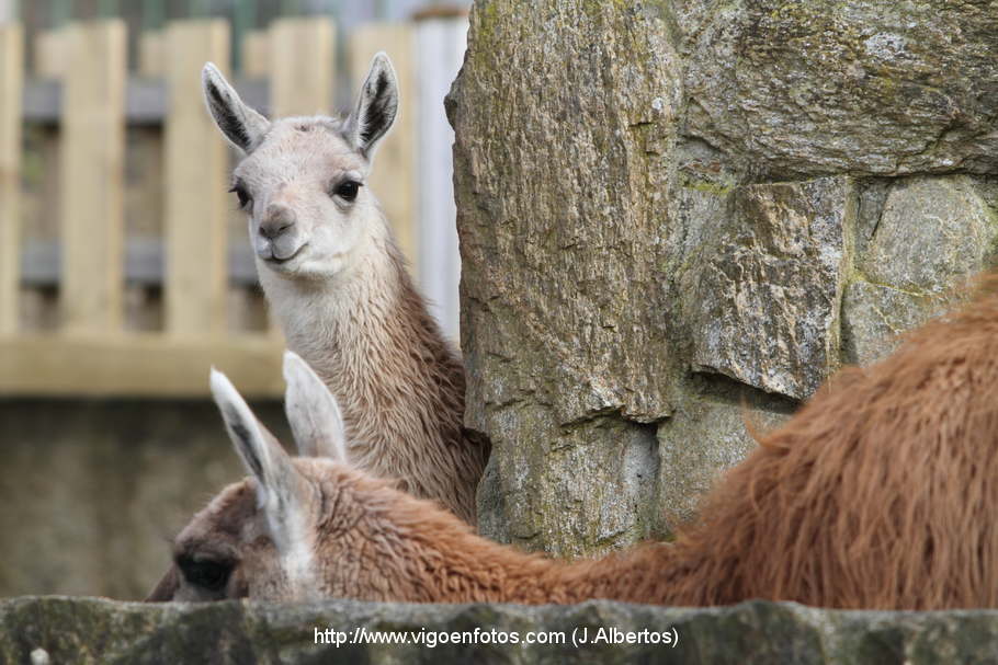 FOTOS DE LLAMAS Y GUANACOS - VIGO. GALICIA - P2