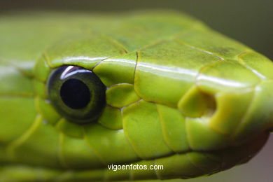 FOTOS DE MAMBA VERDE. SERPIENTE AFRICANA. - VIGO. GALICIA