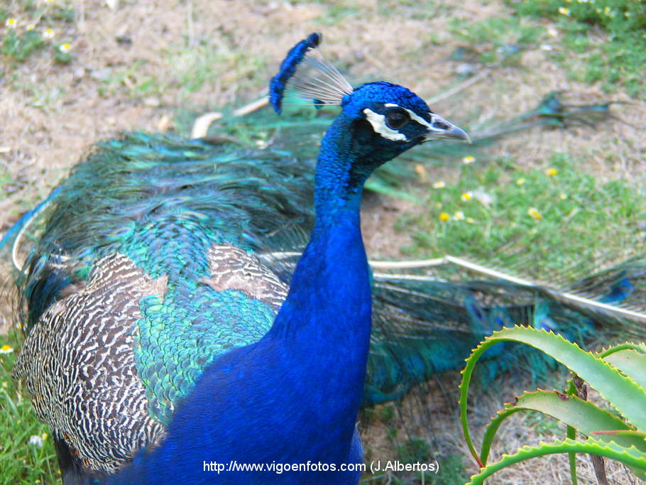 PHOTOS OF PEACOCKS. INDIAN PEAFOWL - VIGO BAY. GALICIA. VISIT SPAIN ...