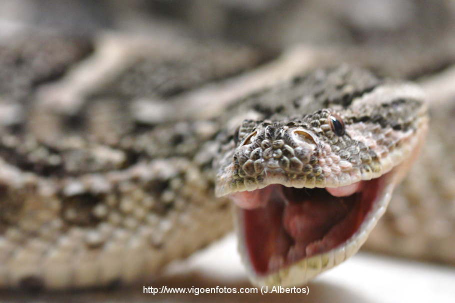 PHOTOS OF SNAKES, COBRAS, PYTHON, MAMBA, CORAL ... - VIGO BAY. GALICIA ...