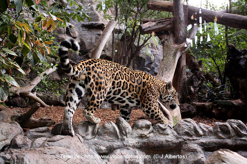 Jaguar • Loro Parque