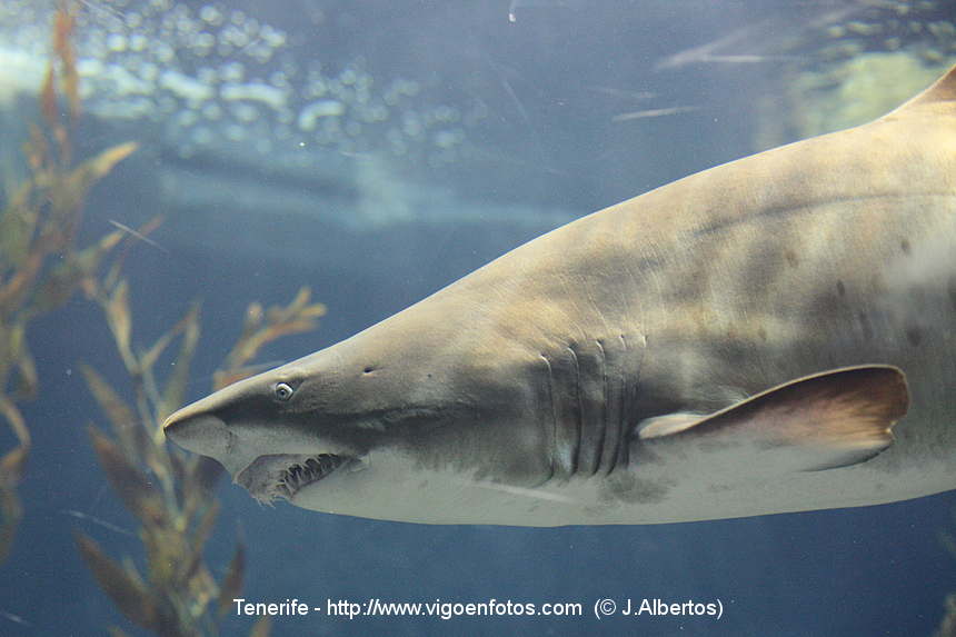 PHOTOS OF SHARKS. CANARY ISLANDS. TENERIFE. LORO PARK - LORO PARK ...