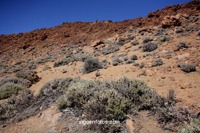 TEIDE: PARQUE NACIONAL 